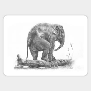 The Little Big Man - Elephant calf pencil drawing Sticker